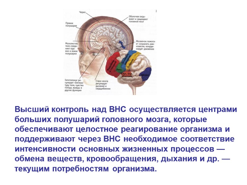 Высший контроль над ВНС осуществляется центрами больших полушарий головного мозга, которые обеспечивают целостное реагирование Высший контроль над ВНС осуществляется центрами больших полушарий головного мозга, которые обеспечивают целостное реагирование